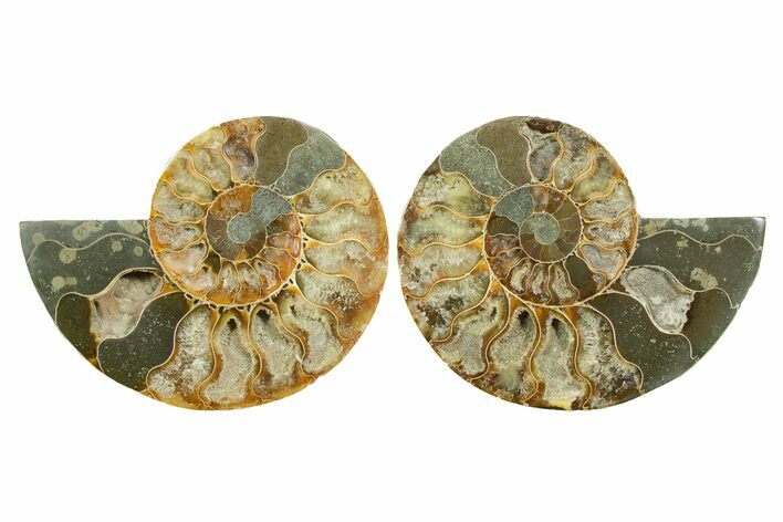 Cut & Polished Crystal-Filled Ammonite Fossil - Madagascar #364785